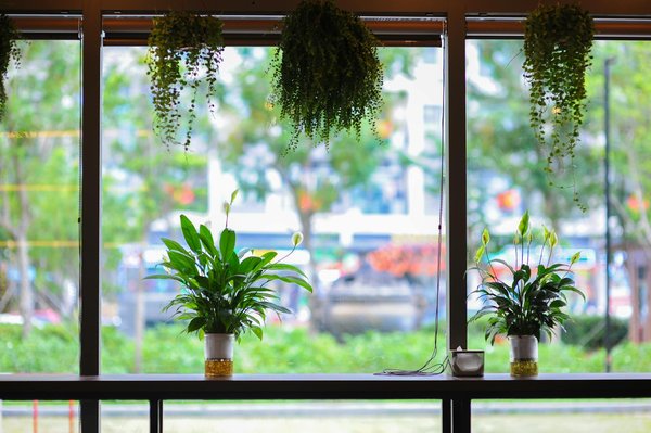 Art Culinaire : Techniques pour Sublimer et Égayer Vos Plats